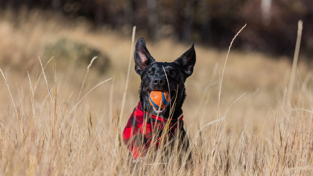 Ein Hund mit einem Ball im Maul rennt über ein Feld. Er hat gelernt dem Herrchen den Ball zurück zu bringen. Ähnlich funktioniert auch die Technologie Reinforcement Learning.