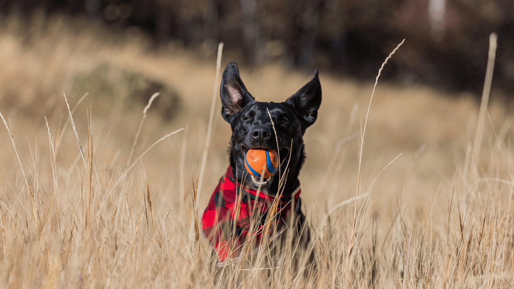 A dog with a ball in his mouth representing reinforcement learning.
